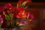 Freesia Refracta